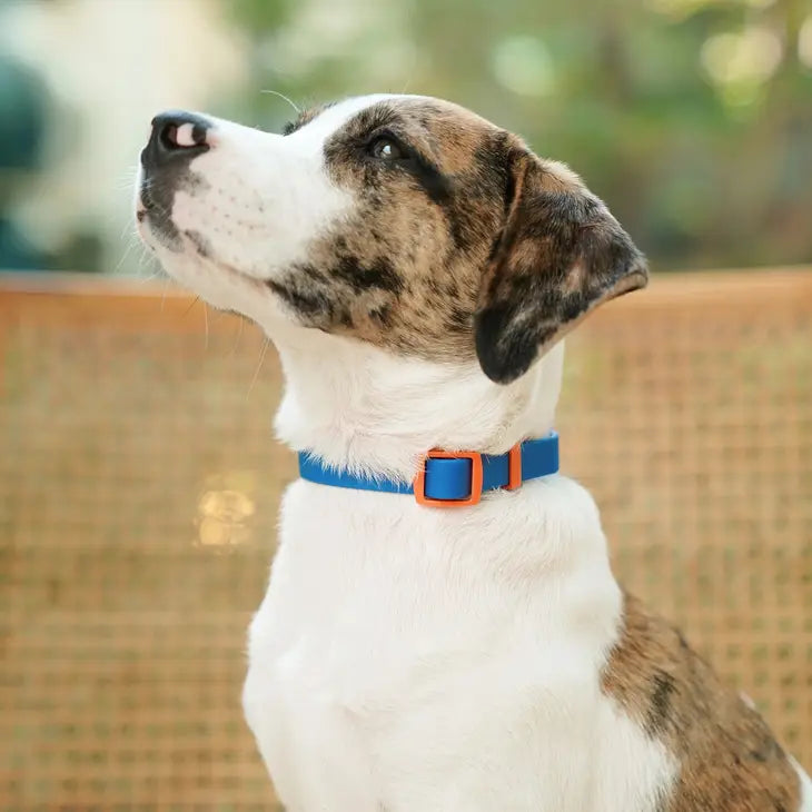 Buckle Collar Blue | Fritz