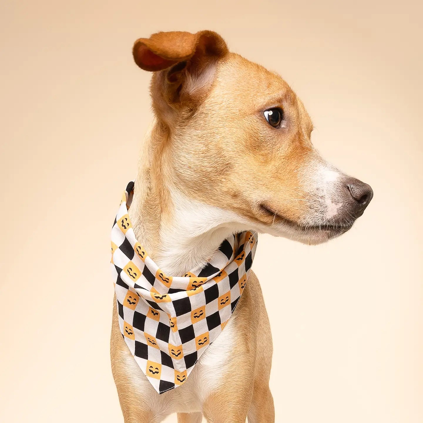 Trick or Treat Halloween Bandana