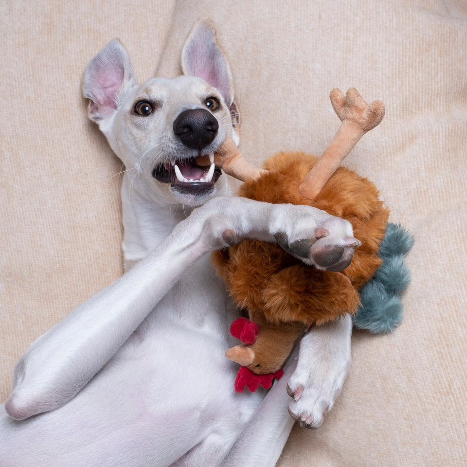 Chandler Chicken Plush Toy