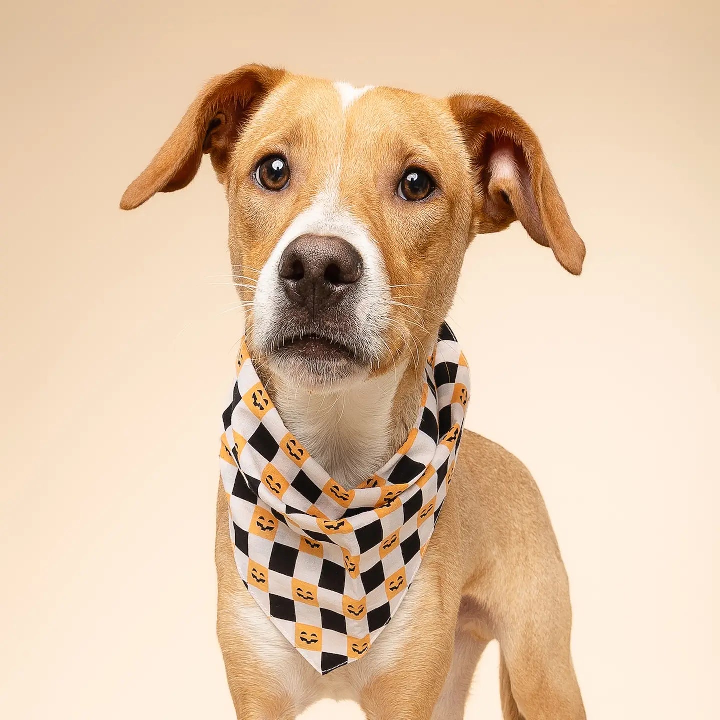 Trick or Treat Halloween Bandana