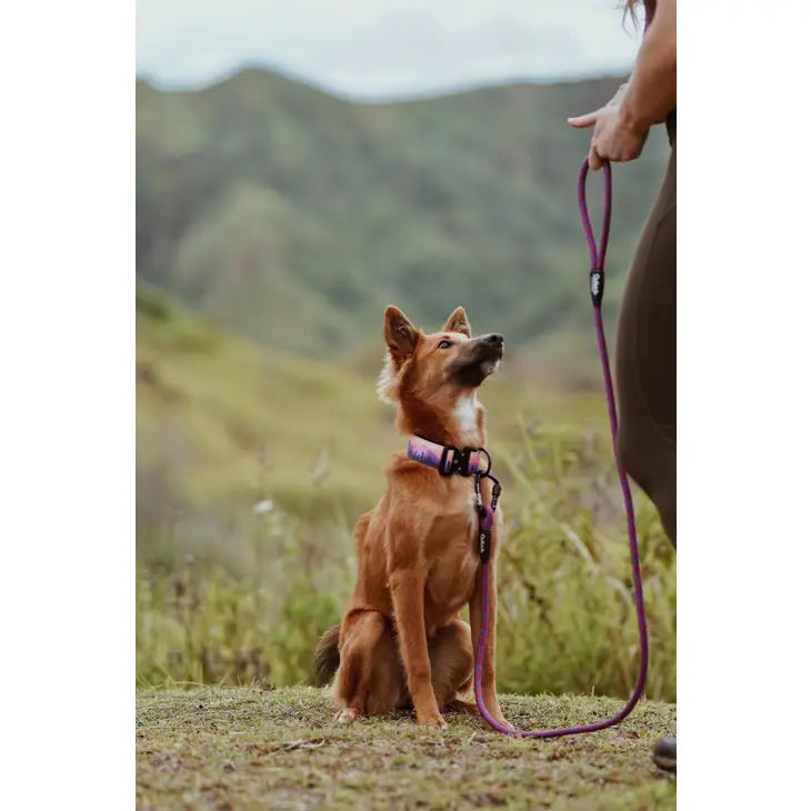 Outback Hound Sunrise Trail Hound Collar