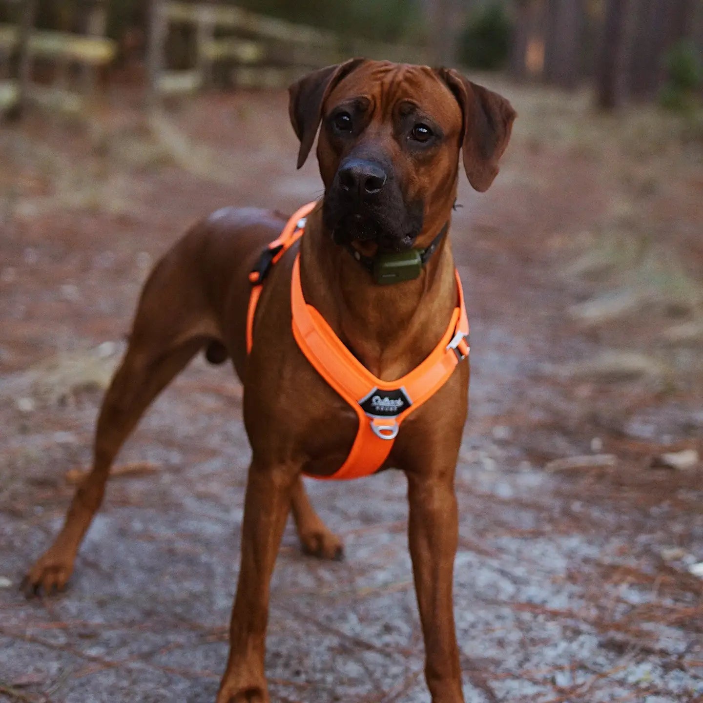 UPGRADED Outback Hound Hunter Orange - Ultra Lite Comfort Harness