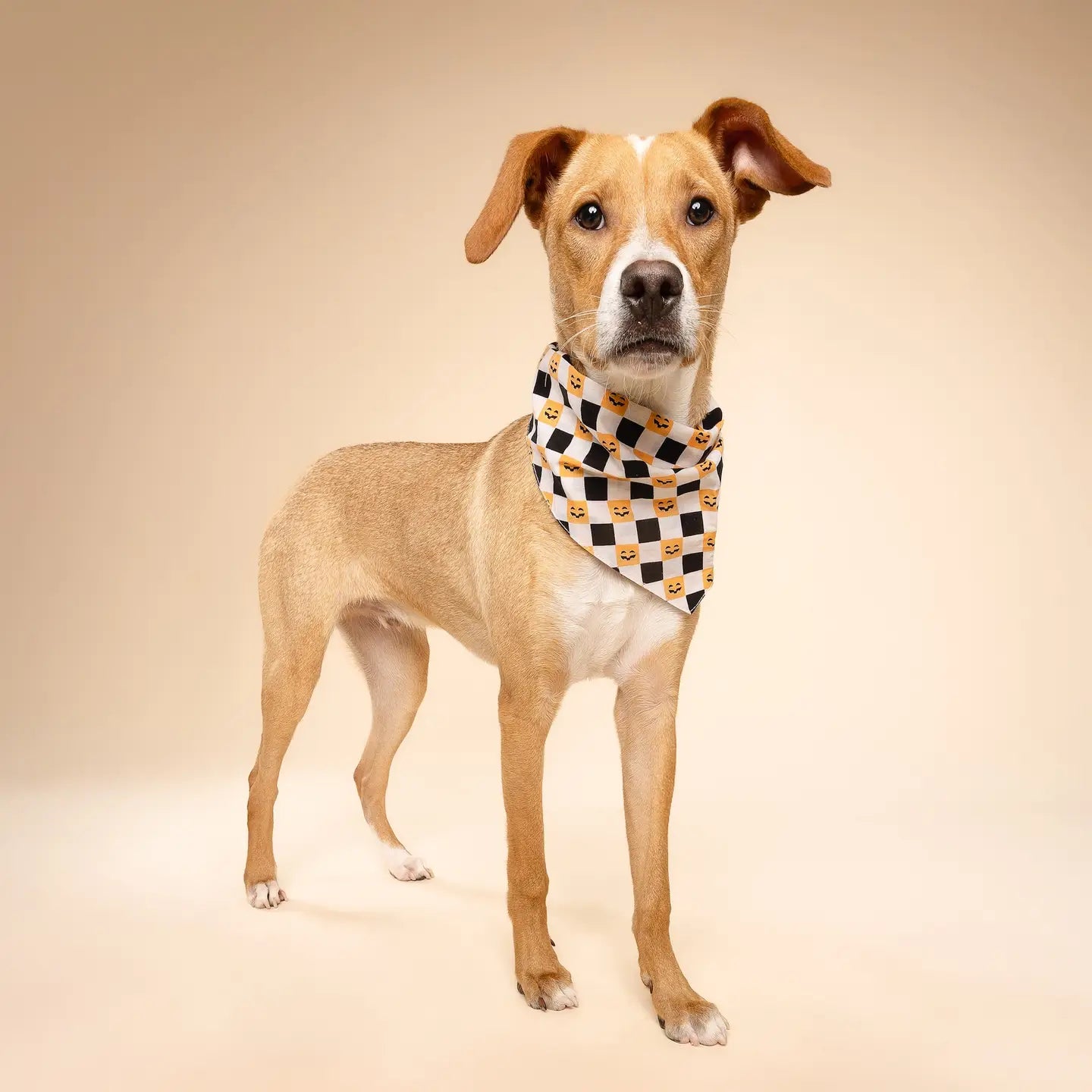 Trick or Treat Halloween Bandana