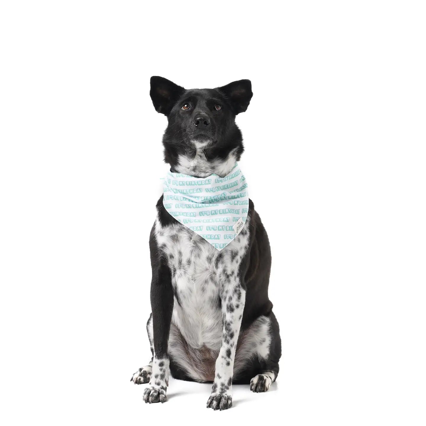 It's My Birthday Blue Dog Bandana | The Paws