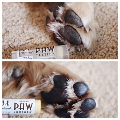 Natural Dog Company Pawtection Balm