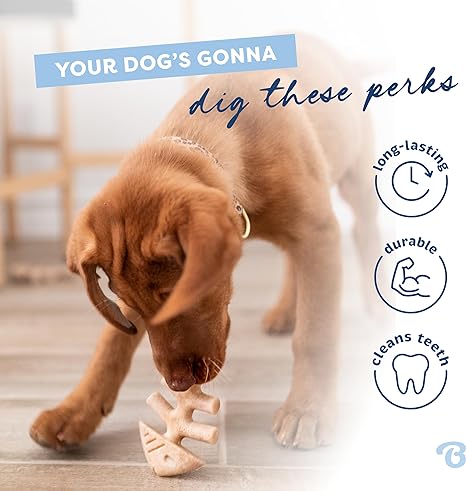 Benebone Puppy Pack | Fishbone Jack Salmon