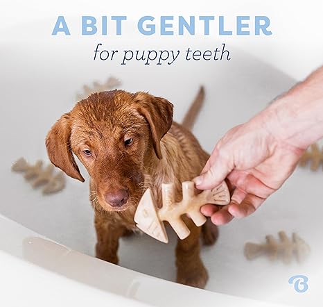 Benebone Puppy Pack | Fishbone Jack Salmon