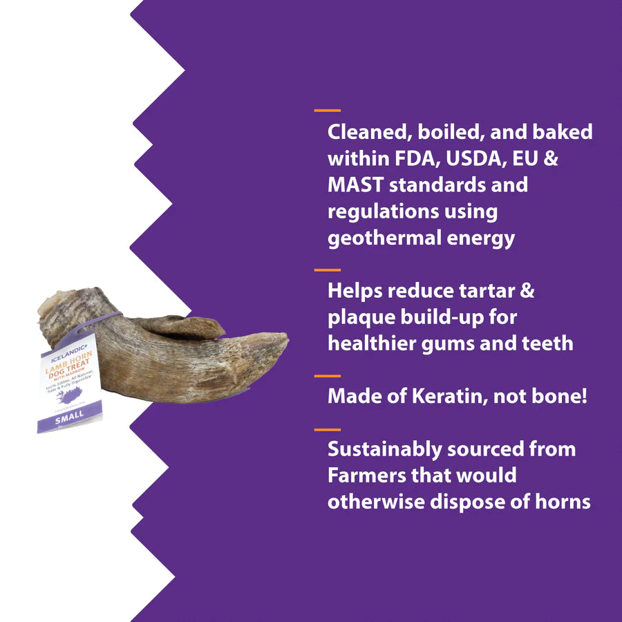 Small Lamb Horn | Icelandic+