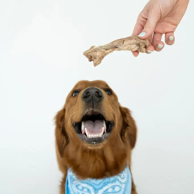 Bison Tendon Chew