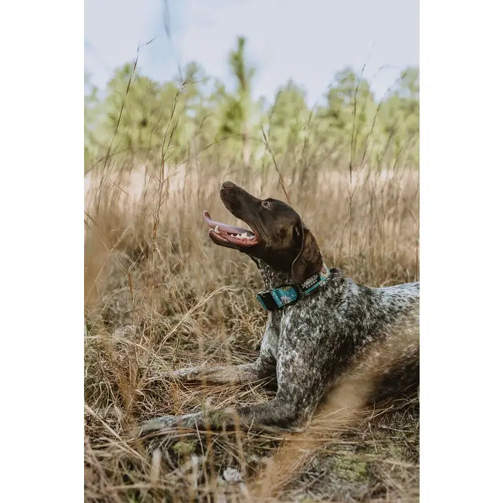 Outback Hound Bee's Knees Teal Trail Collar