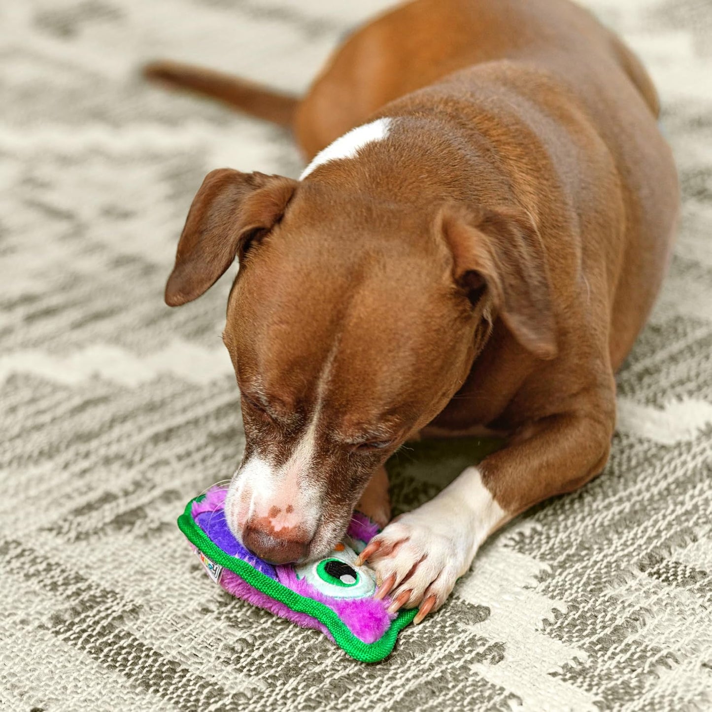 Outward Hound Mini Durable Owl Toy