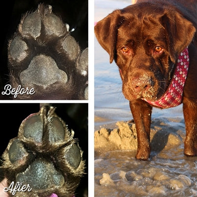 Natural Dog Company Pawtection Balm