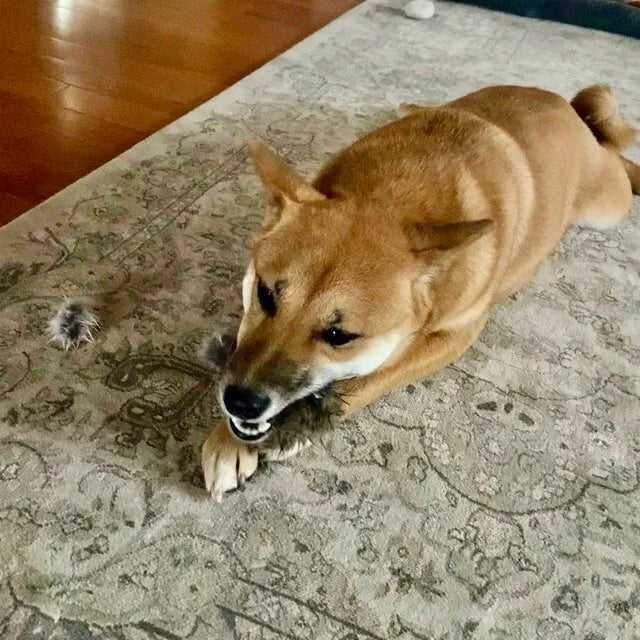 Twisted Rabbit Hide Dog Chew