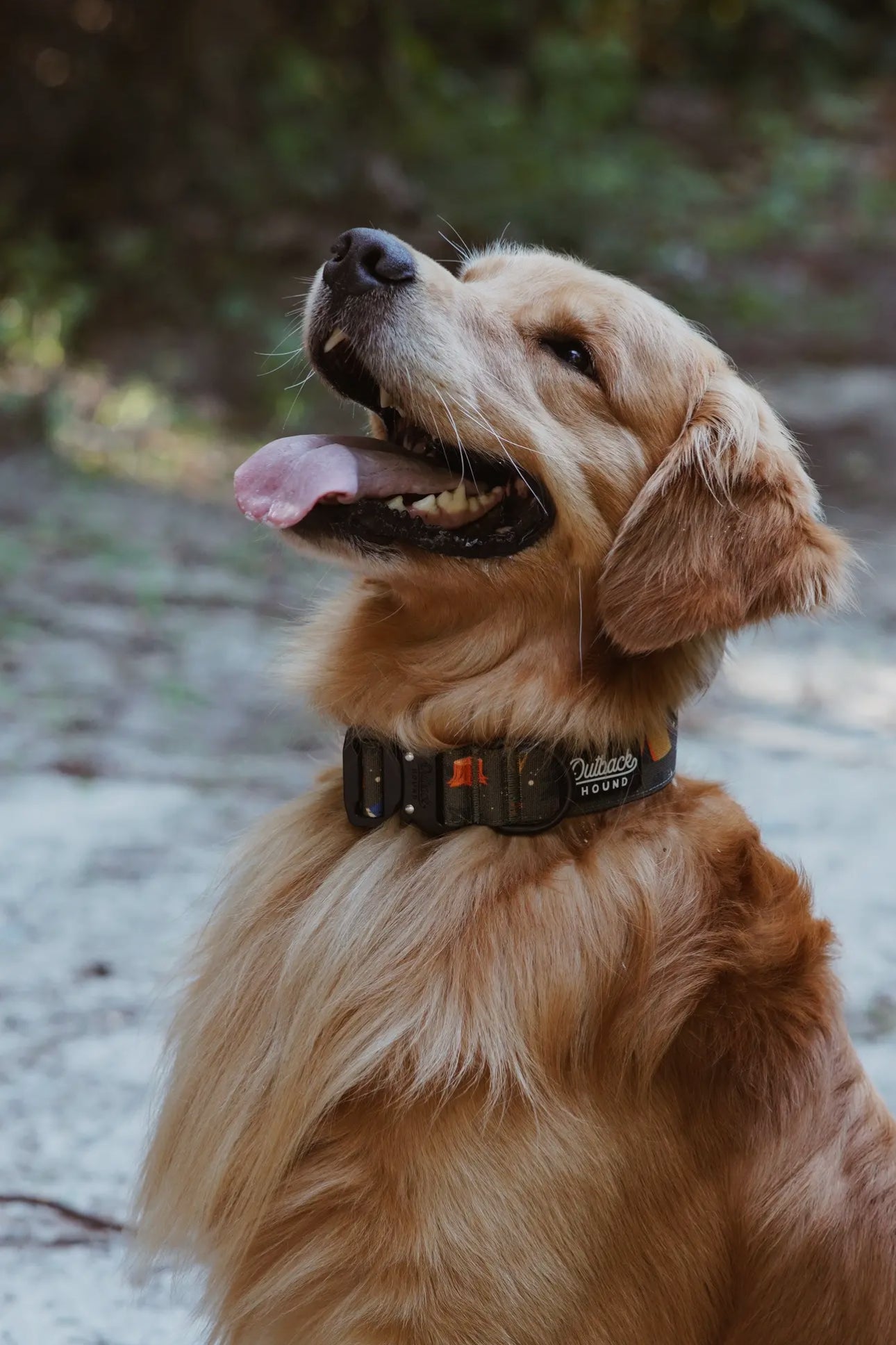 Outback Hound Enchanted Forest Dog Collar