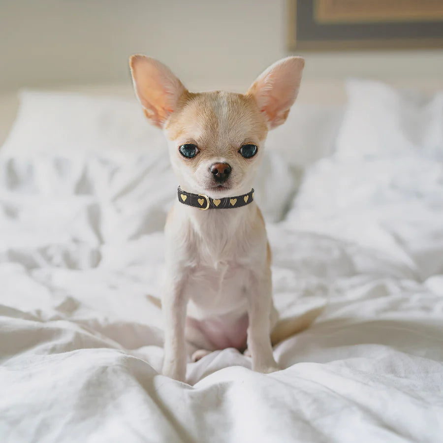 Up Country Heart of Gold Dog Collar