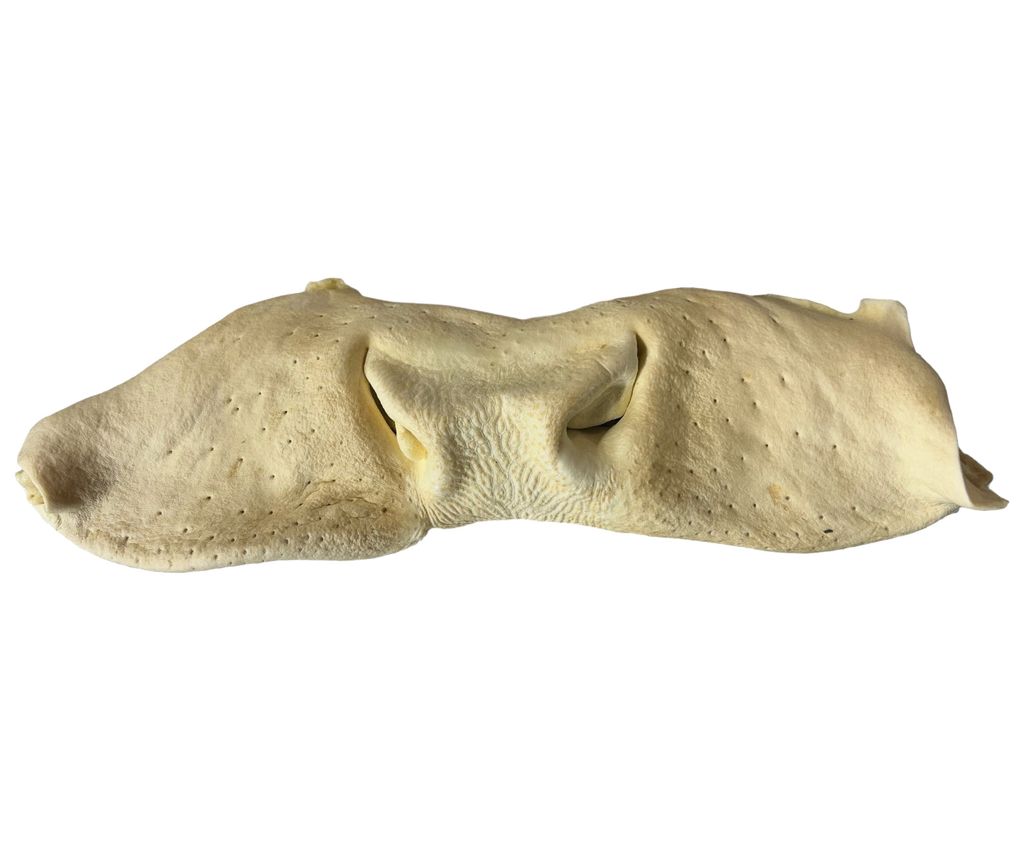 Puffed Cow Snout