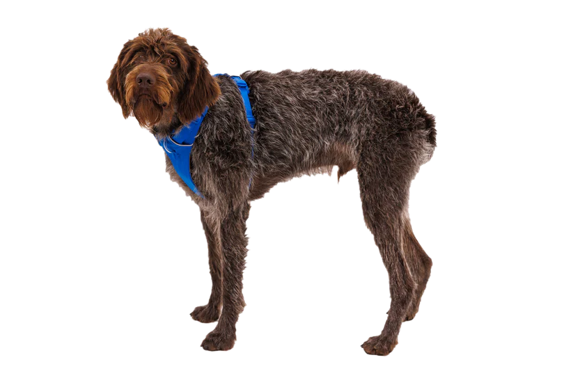 Front Range Harness Blue Pool | Ruffwear