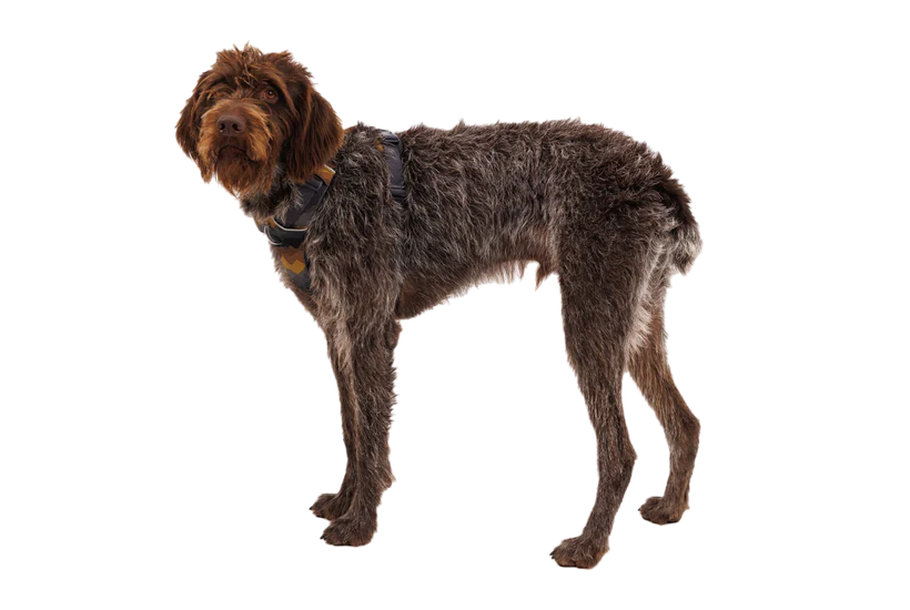 Front Range Harness Moonlight Mountains | Ruffwear