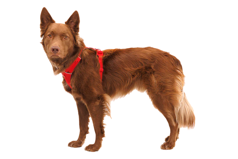Front Range Harness Red Canyon | Ruffwear