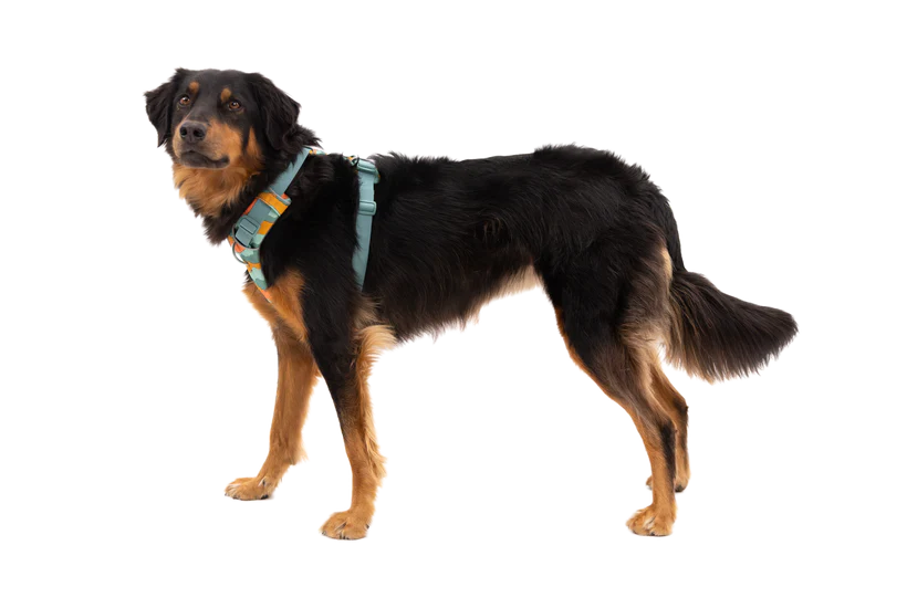 Front Range Harness Spring Mountains | Ruffwear