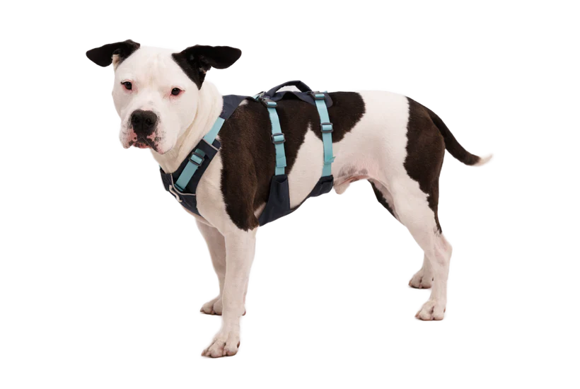Basalt Gray Flagline Dog Harness | Ruffwear
