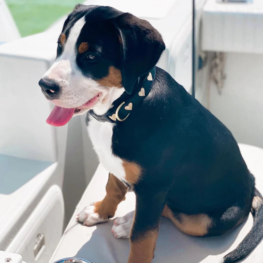 Up Country Heart of Gold Dog Collar