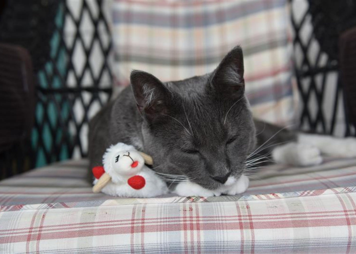 Lamb Chop for Cats
