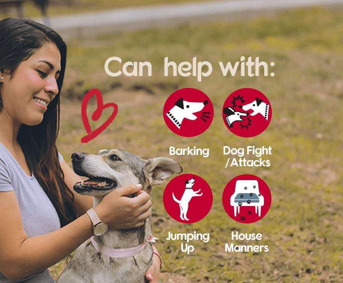 Pet Corrector - Company of Animals