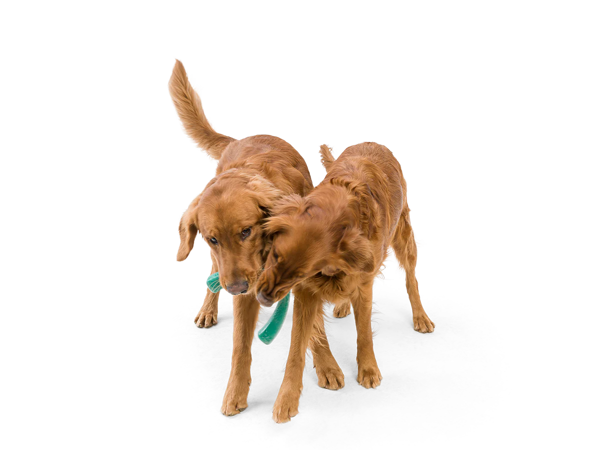 Snorkl Toy | West Paw