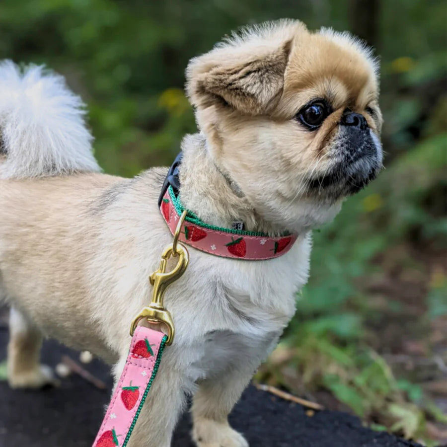 Up Country Strawberry Fields Dog Collar