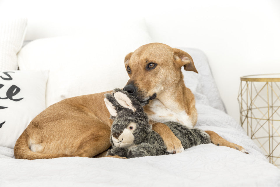Walter Wabbit | Fluff & Tuff