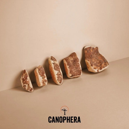 Briar Wood Chew | Canophera