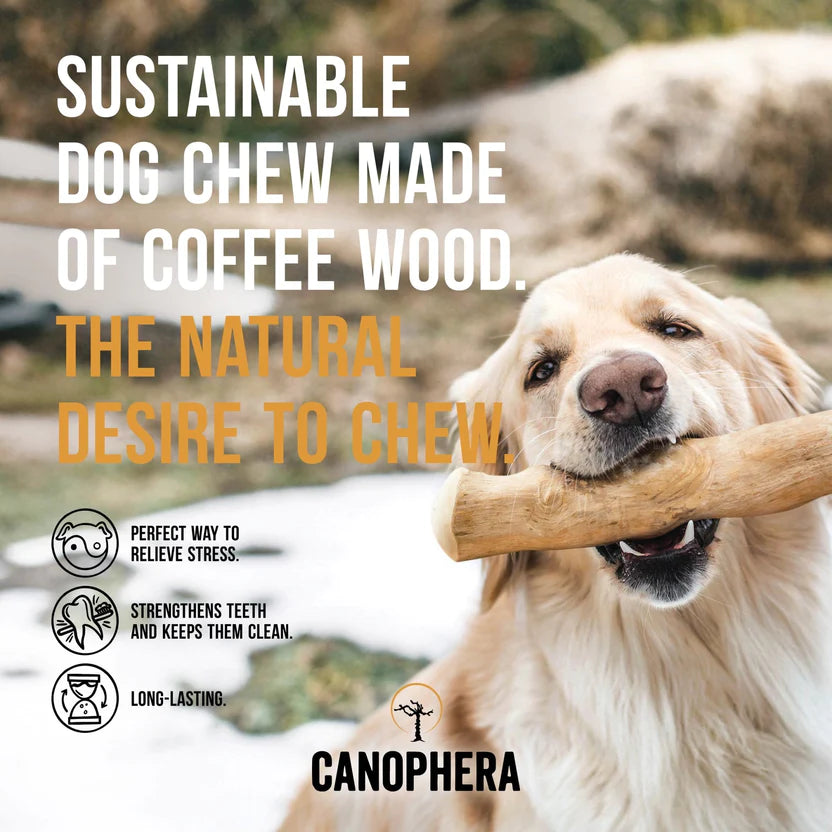 Coffee Wood Chew