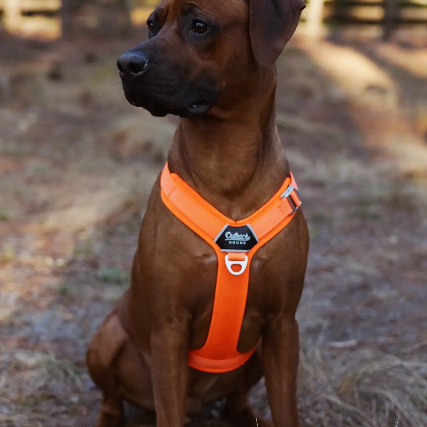 UPGRADED Outback Hound Hunter Orange - Ultra Lite Comfort Harness