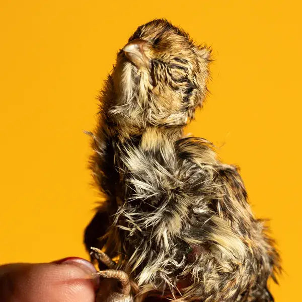 Freeze Dried Quail Hatchling