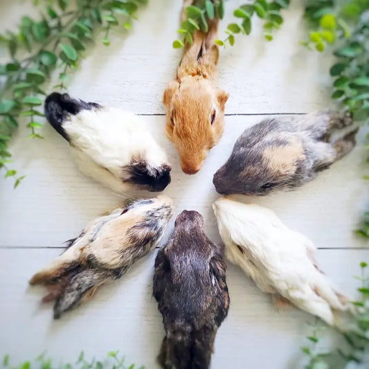 Rabbit Head | Naked Beasts