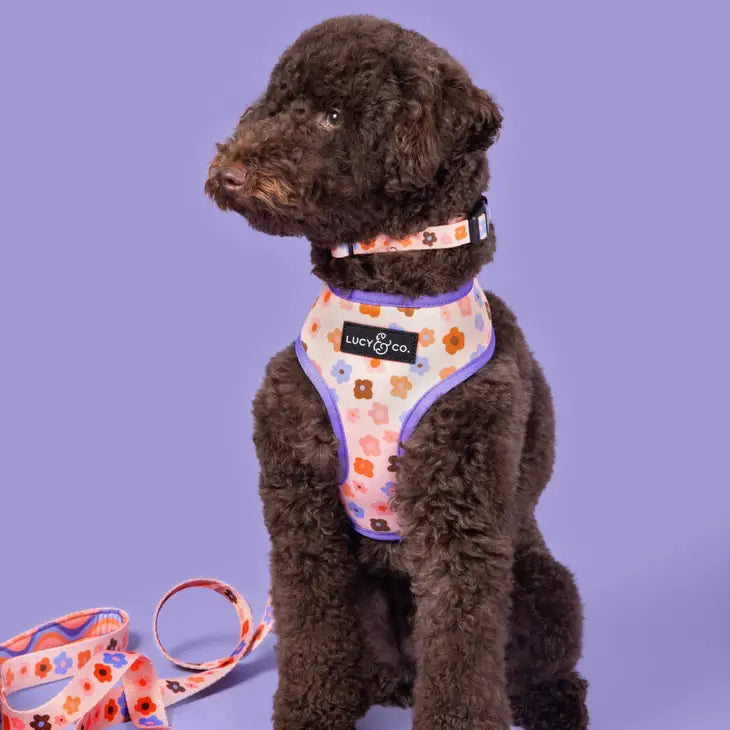 Let's Groove Reversible Harness | Lucy & Co