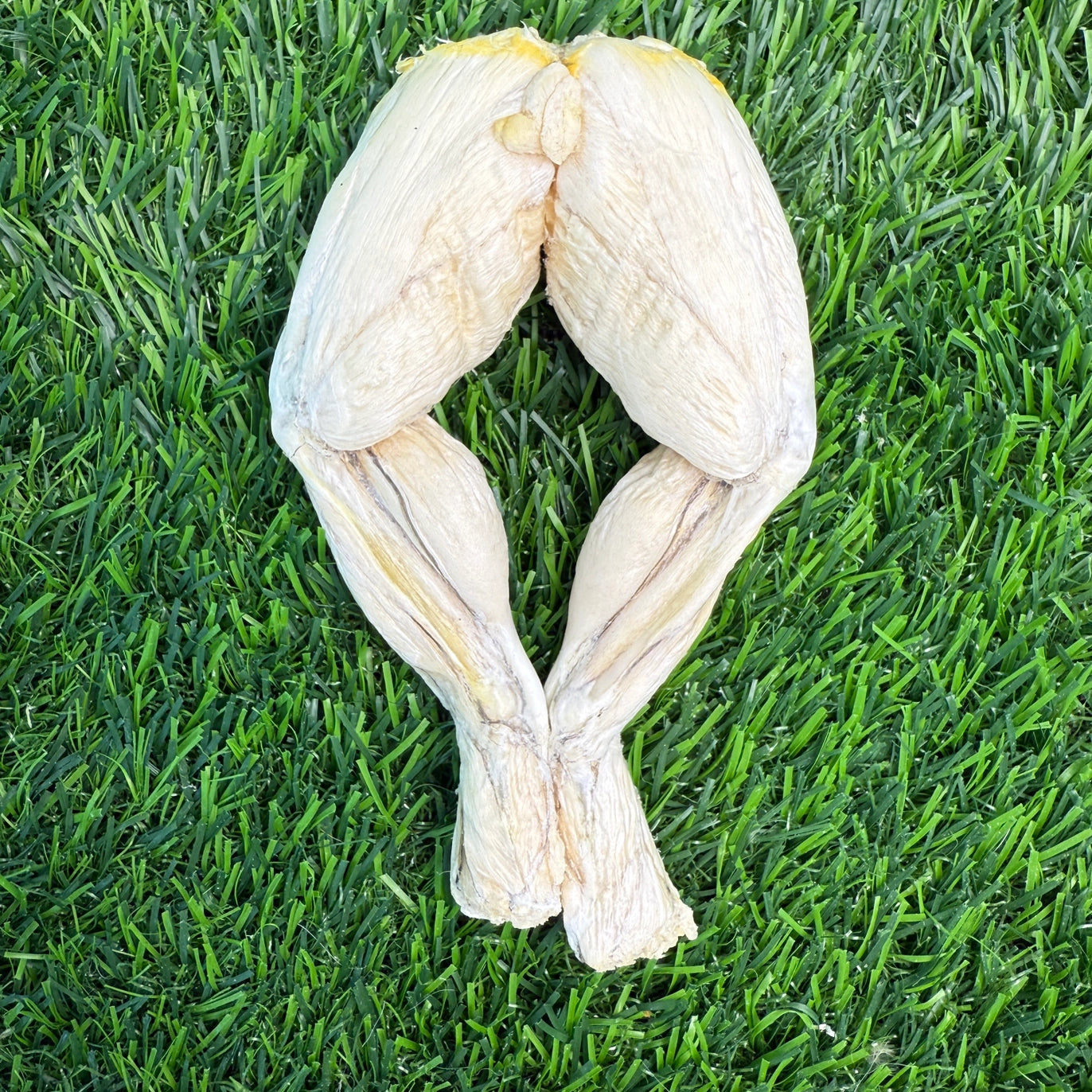 Frog Leg Chew