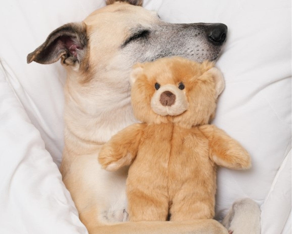 Mr. Honey Bear Plush Toy