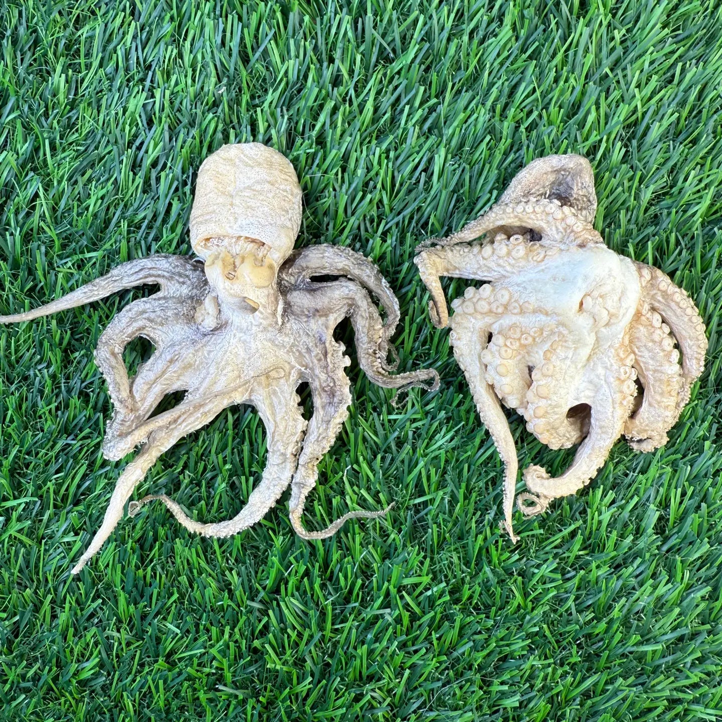 Baby Octopus Chew