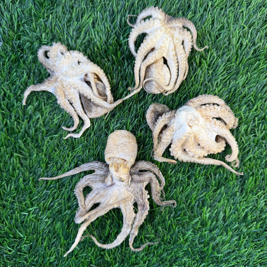 Baby Octopus Chew