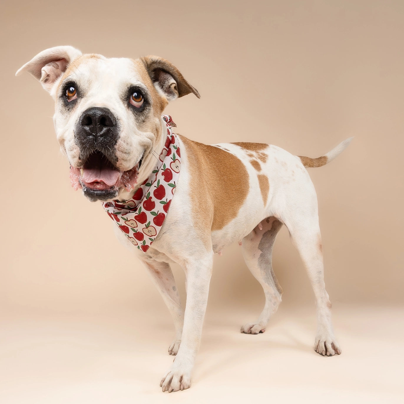 Orchard Dog Bandana