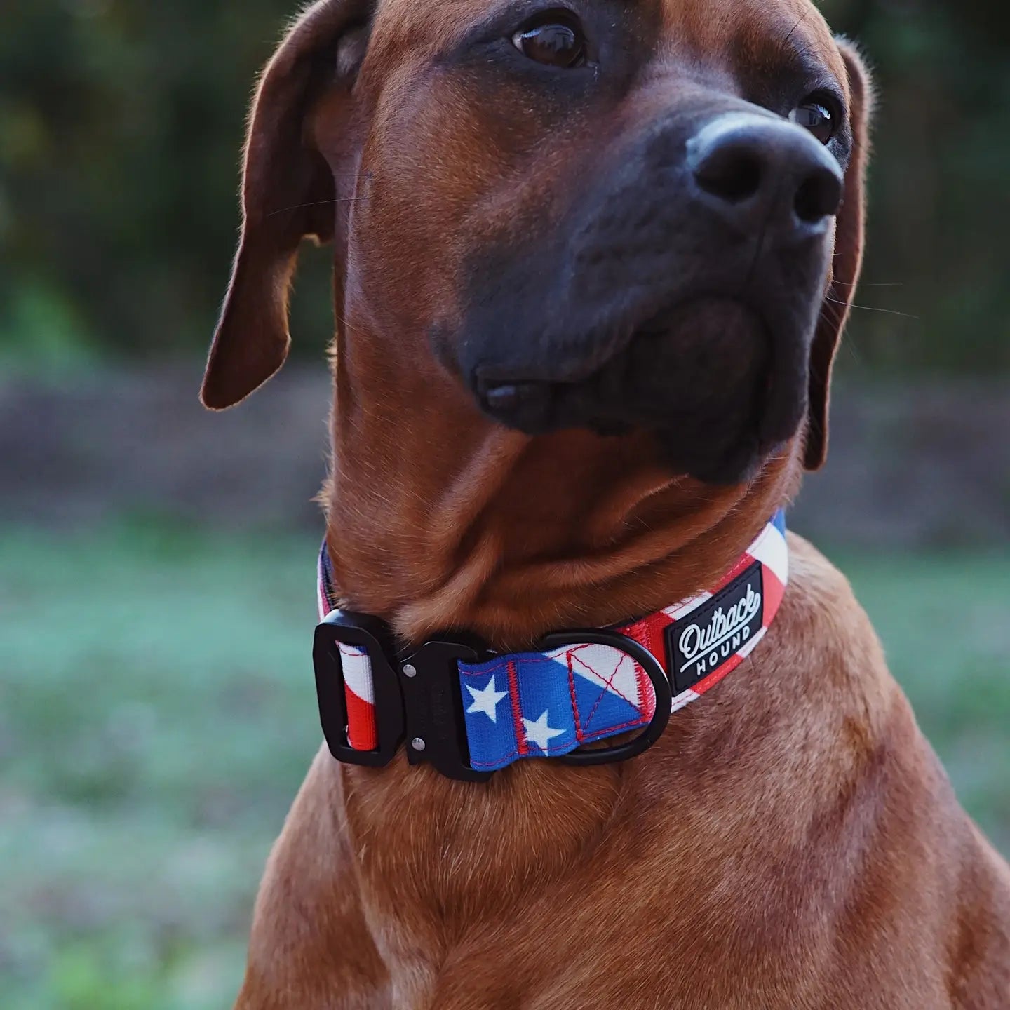 Outback Hound The Patriot Dog Collar