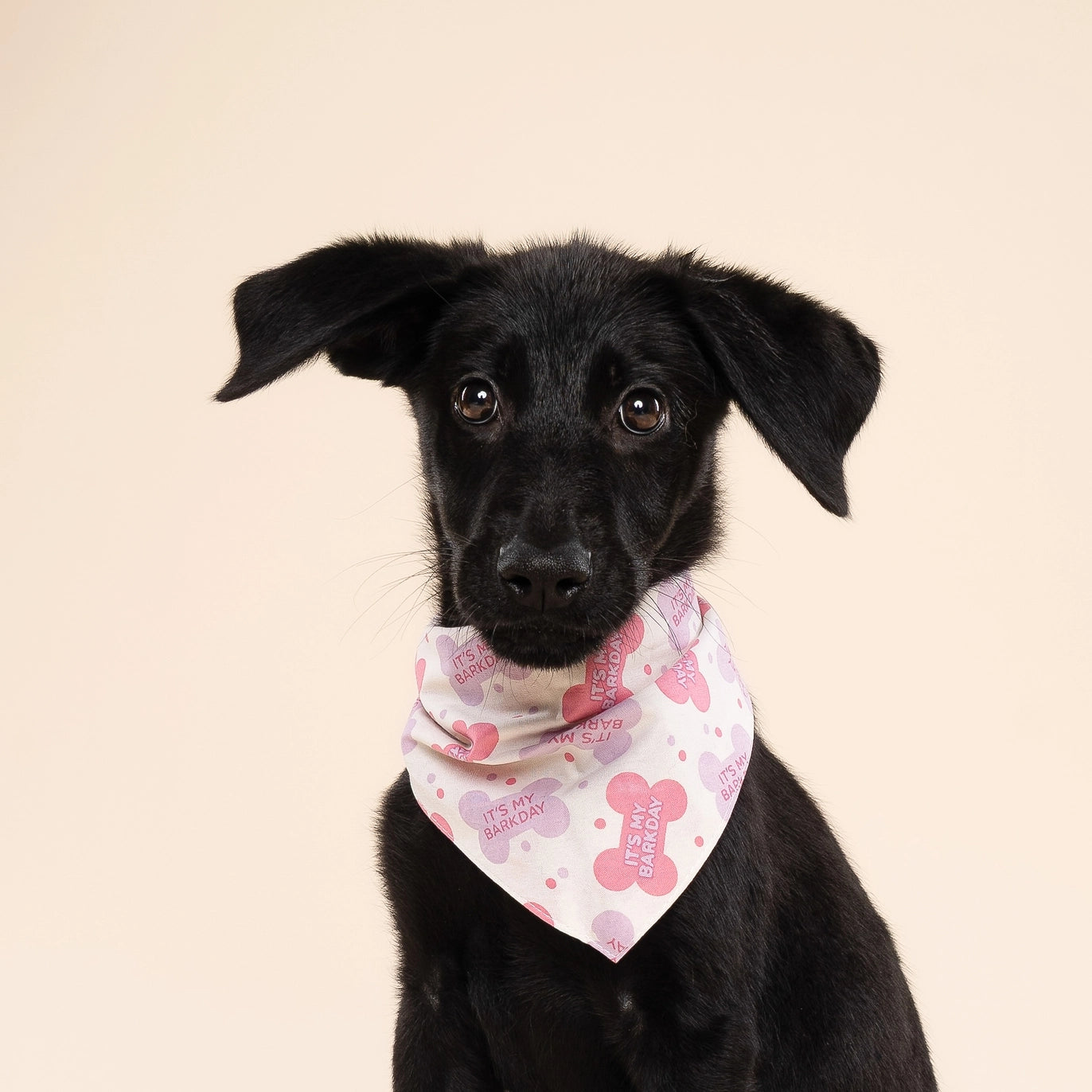 Let's Pawty - Birthday Pink Dog Bandana
