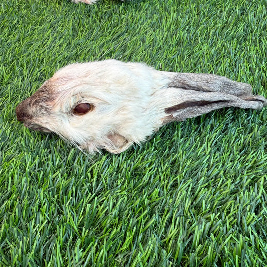 Rabbit Head