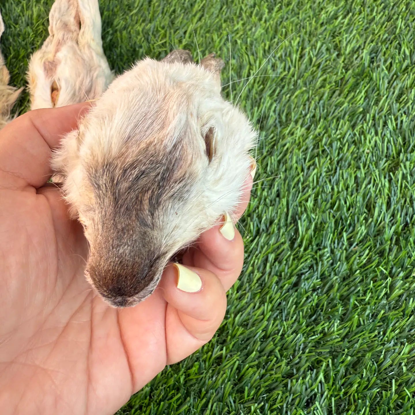 Rabbit Head