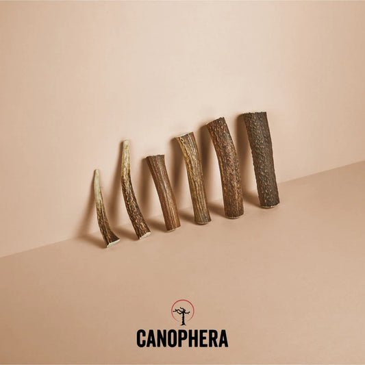 Whole Red Deer Antlers | Canophera