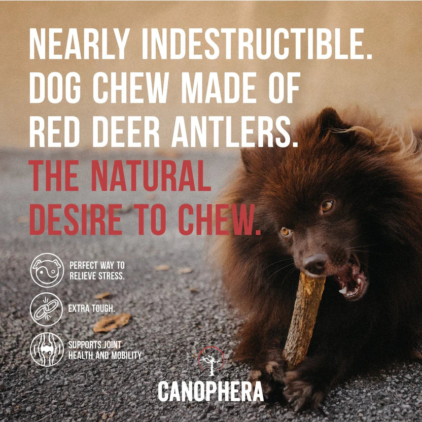 Whole Red Deer Antlers | Canophera
