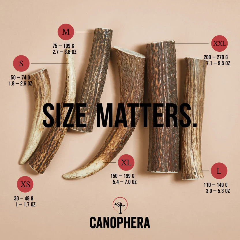 Whole Red Deer Antlers | Canophera