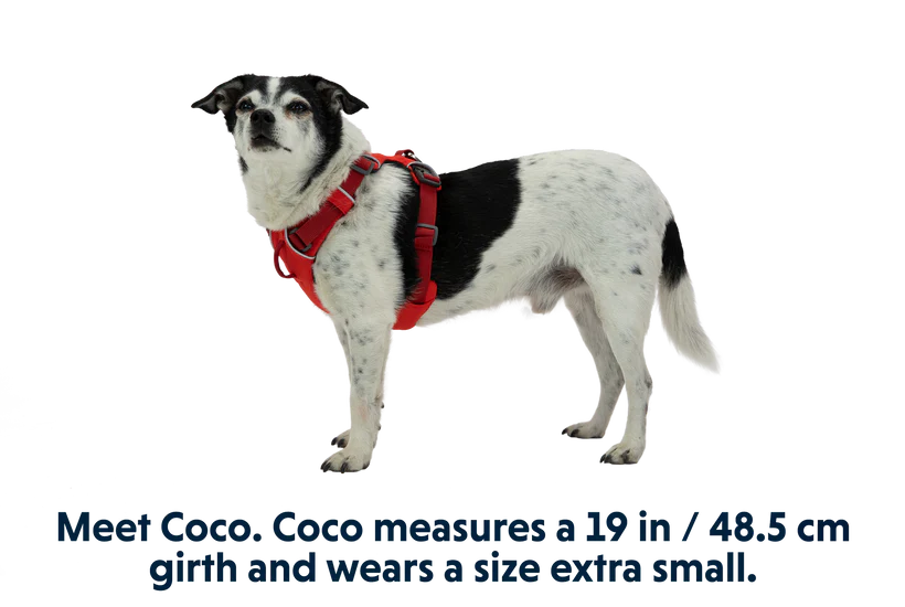 Front Range Harness Purple Sage | Ruffwear